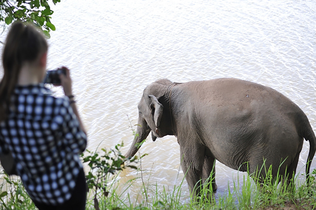 Develop a plan for "Elephant-Friendly Tourism"