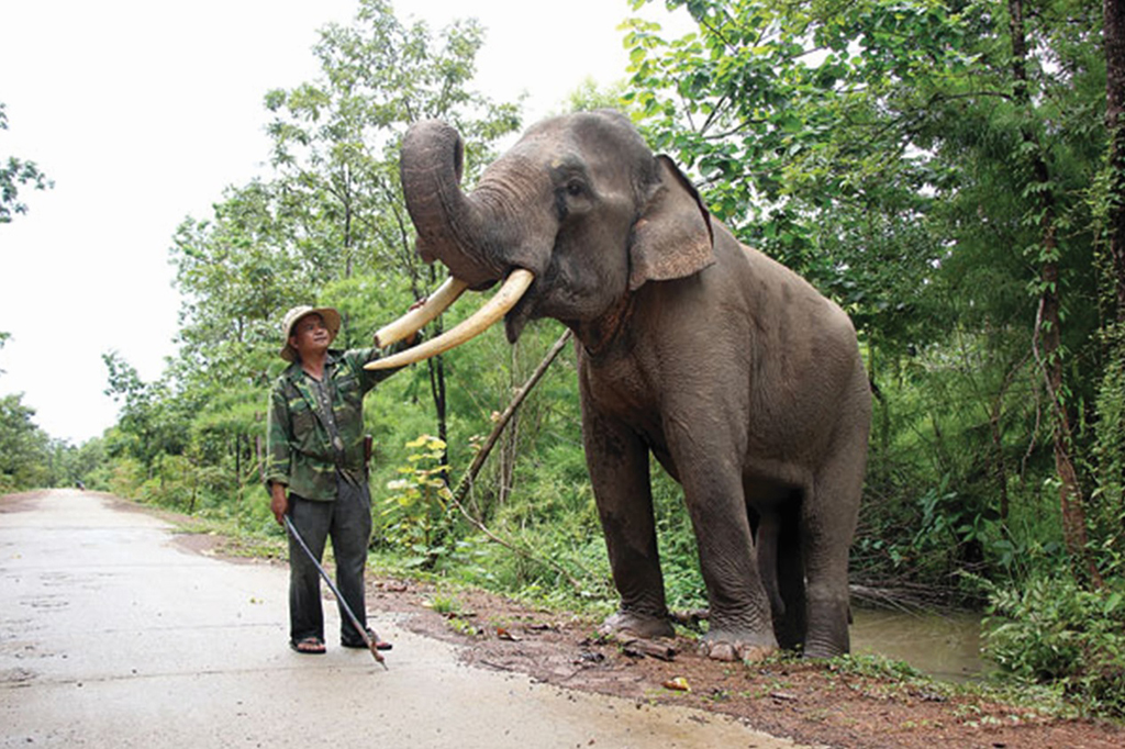 Experience the model "Friendly Elephant Tourism"