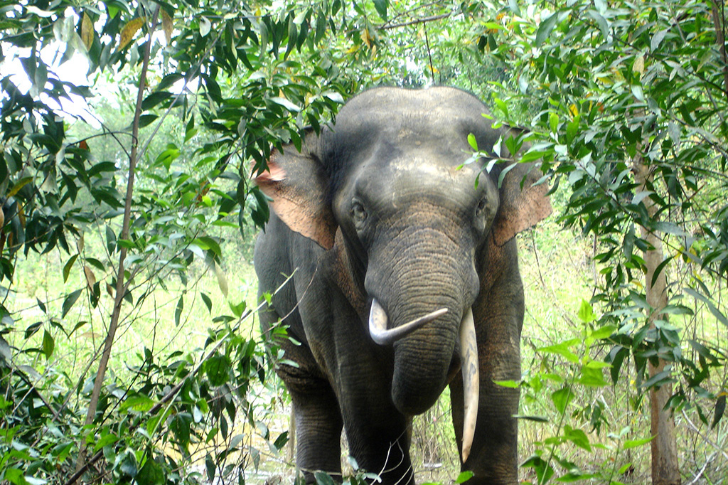 Ảnh: Khám phá một ngày làm việc của những ‘bảo mẫu’ voi rừng Tây Nguyên