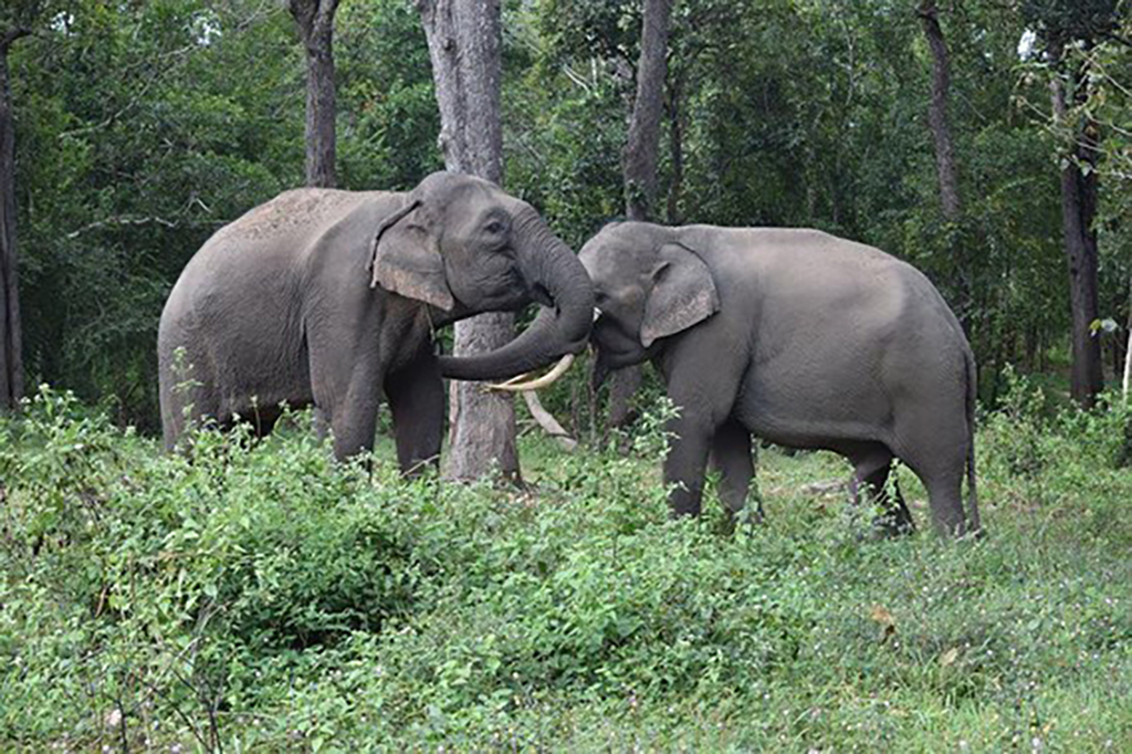 2 elephants were brought to natural forest