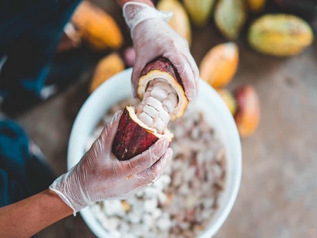 Discover the world of Cacao Trong Duc