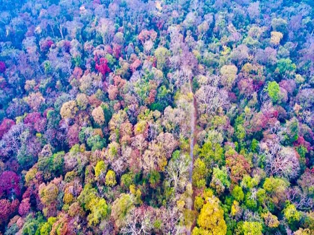 Cat Tien National Park - seasonal forest colors change leaves