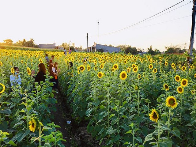 Dazzling "sun flower hill" on sunny day