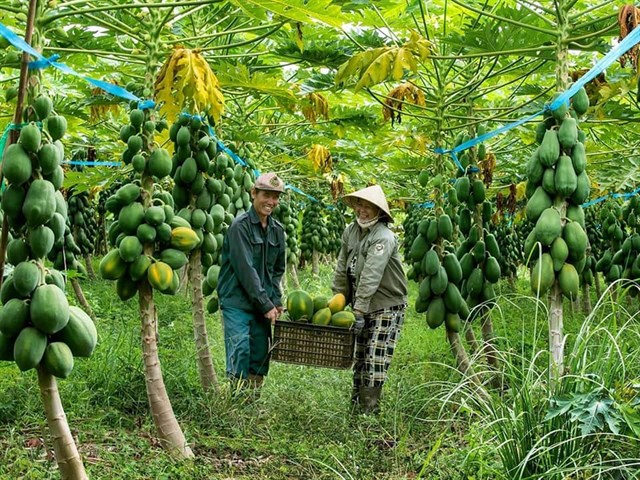 Vườn trái cây ở Đồng Nai vào mùa