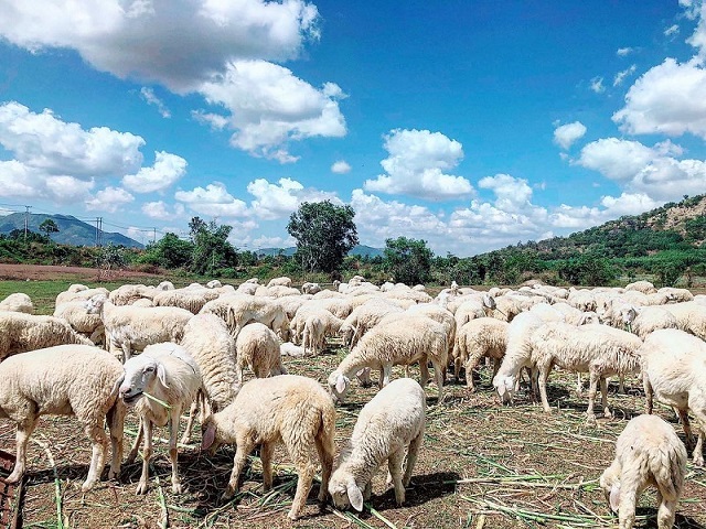 Discover the summer destination – Sheep field in Dong Nai
