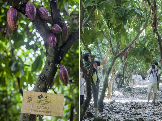 Vườn du lịch trải nghiệm Cacao Suối Cát