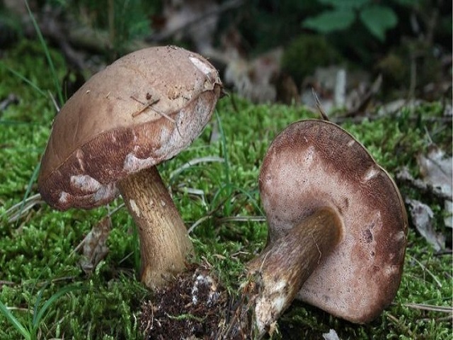 The delicious taste of melaleuca mushrooms in the rainy season