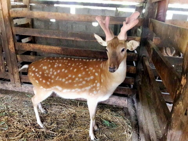 Deer velvet deer farming village, Hieu Liem