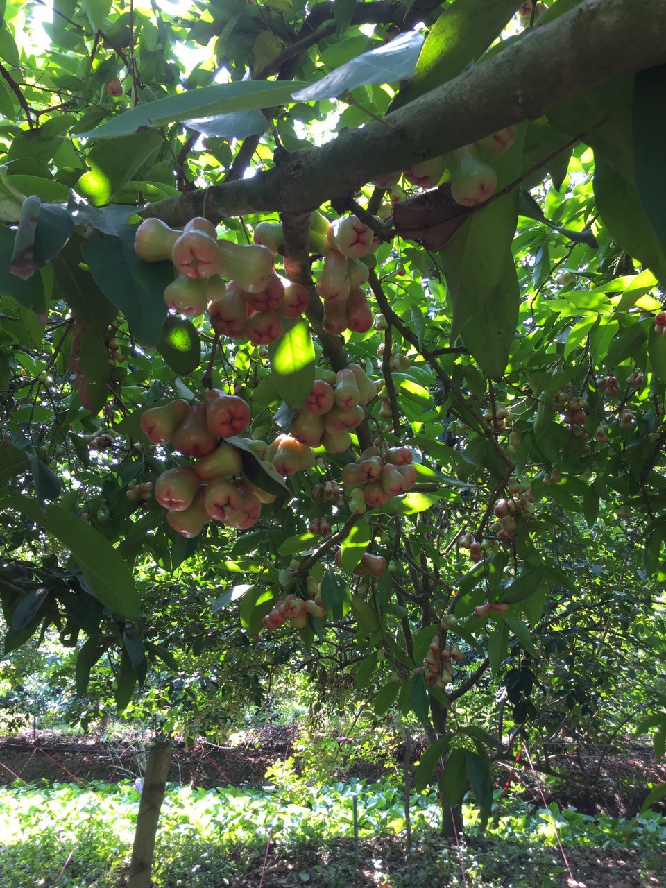 Các vườn trái cây cho khách tham quan  ở Vĩnh Long đang vào vụ mùa