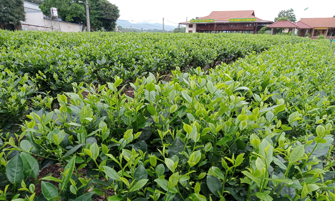 Những nương chè xanh mướt của Hợp tác xã chè Hảo Đạt sẵn sàng đón du khách đến trải nghiệm dịp nghỉ lễ 30/4 - 01/5